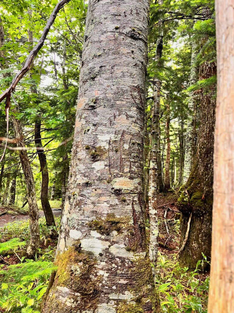 知床で撮影したヒグマの爪痕が残る木